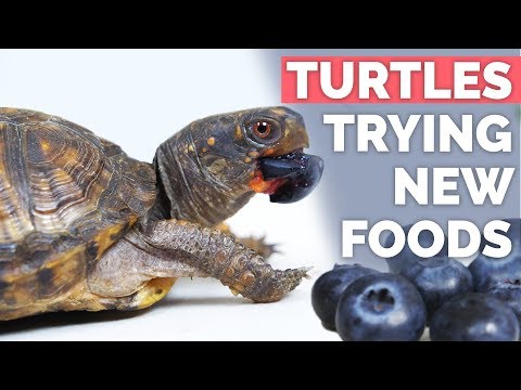 Baby Box Turtles Trying New Fruits & Vegetables!