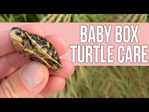 How to Care for a Baby Box Turtle