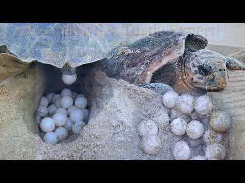 Life Cycle of a Sea Turtle