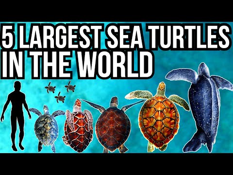 5 Largest Sea Turtles In The World