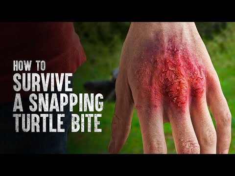 How to Survive a Snapping Turtle Bite