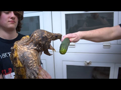 MONSTER TURTLE - BIGGEST ALLIGATOR SNAPPER ON YOUTUBE BITES EVERYTHING IN SIGHT