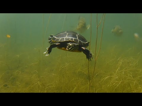 Swimming With Snapping Turtles And Painted Turtles