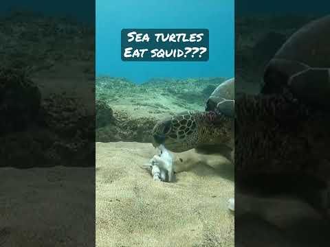 Sea turtles eat squid???