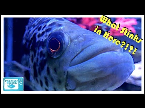 How to Fix a Smelly Fish Tank!