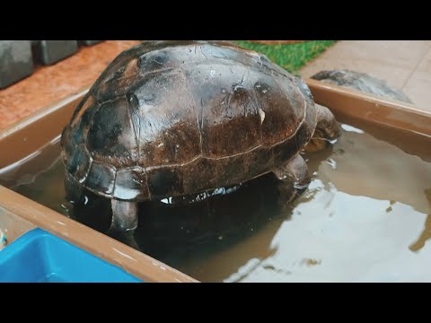 HOW DO TURTLE MATE....|MALAYAN BOX TURTLE♡