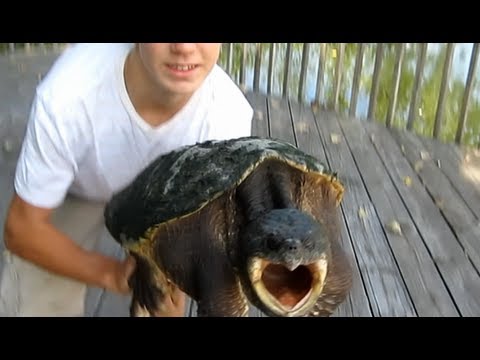 How to properly hold a Snapping turtle