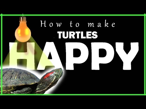 how to keep your turtle happy