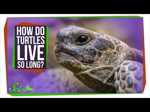 How Do Turtles Live So Long?