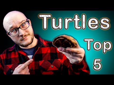 Top 5 Turtles For Beginner AND Expert Keepers