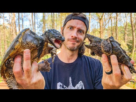 Do Snapping Turtles Make Good PETS!? What you NEED to know