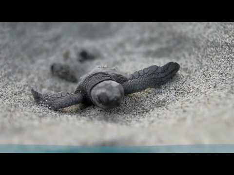 Sea Turtles Nesting on the Beaches of Florida's Space Coast