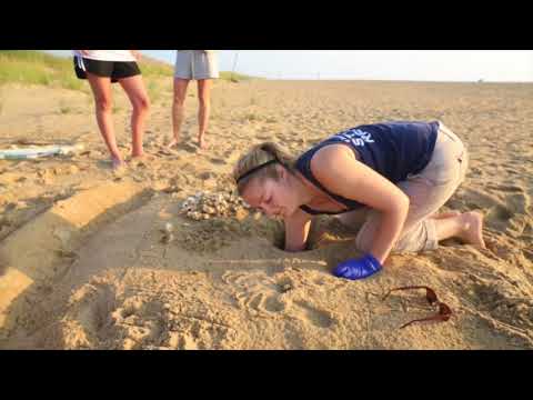 Sea turtles hatching