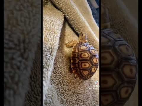 What They Don't Tell You When You Purchase a Baby Sulcata Tortoise!