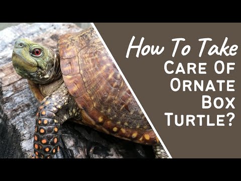 Taking Care Of Ornate Box Turtle