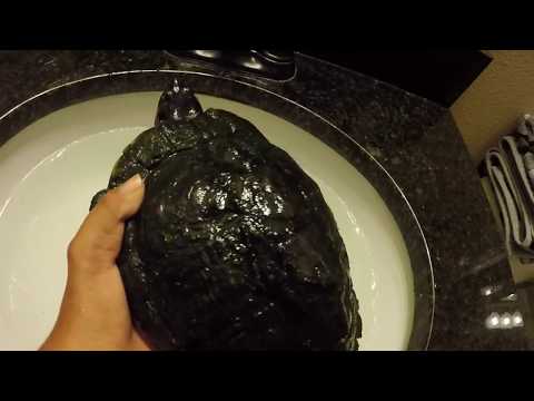 How To Clean Your Turtles Shell