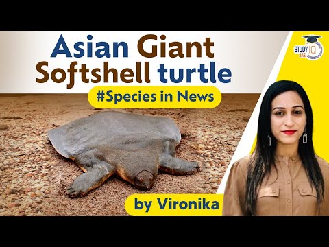 Asian giant softshell turtle | Why this turtle species is endangered? | Explained | UPSC