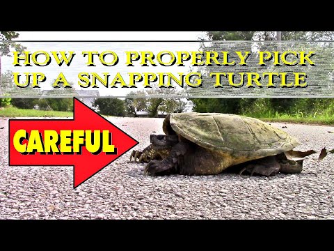 HOW TO PROPERLY PICK UP A SNAPPING TURTLE