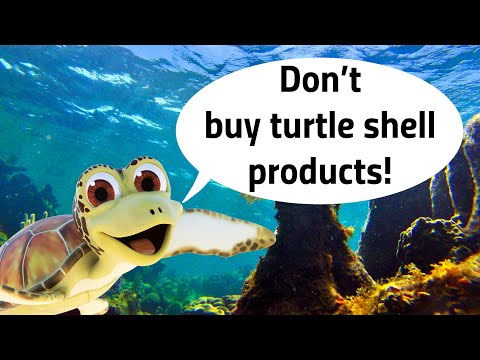 Turtle Foundation - Kimi explains why it is a bad idea to buy turtle shell products