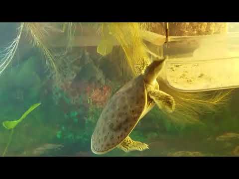 Spiny Soft Shell Turtle Aquarium Set Up - Food Tray basking burying tray.