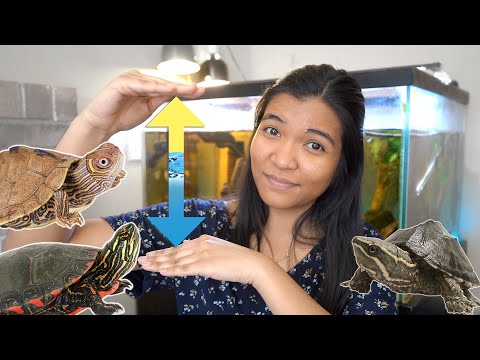 How Much Water Should You Put In A Turtle Tank? | TURTLE WATER DEPTH