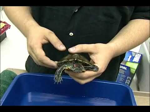 Pet Turtles & Salmonella