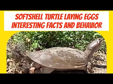 Softshell Turtle Laying eggs interesting behavior #Turtle #SoftshellTurtle