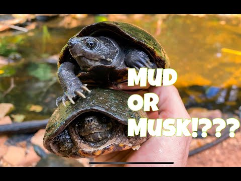 How to tell mud turtles from musk turtles!