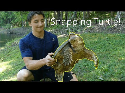 Snapping Turtles: Everything You Need To Know!