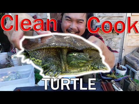 CLEAN, COOK AND EAT SOFT SHELL TURTLE Wrapped in Grape Leaves