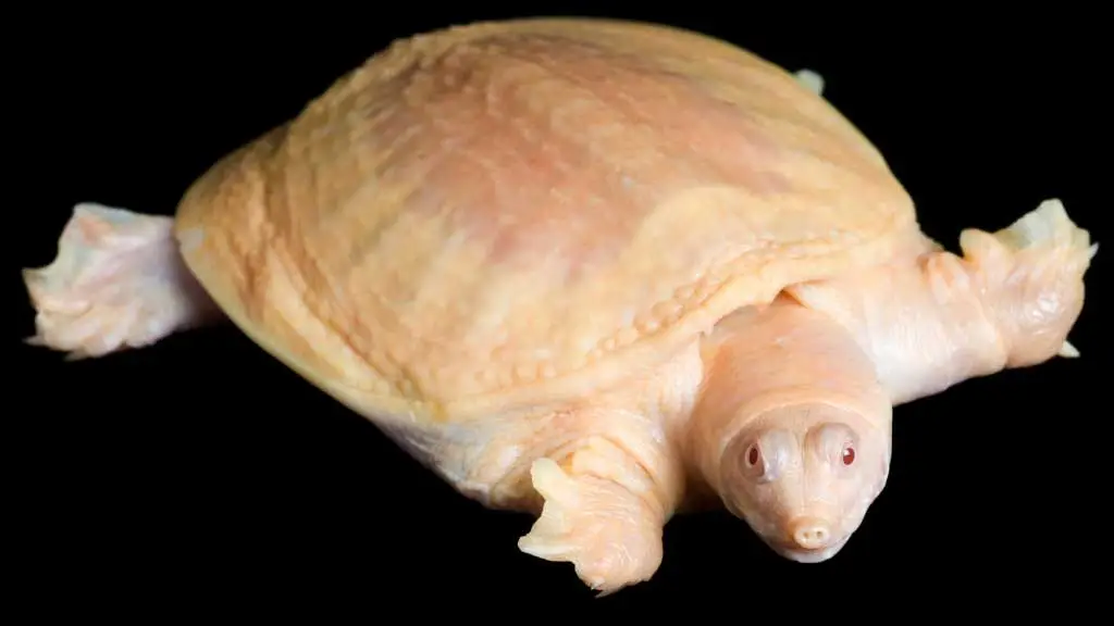 Albino Softshell Turtle Lifespan