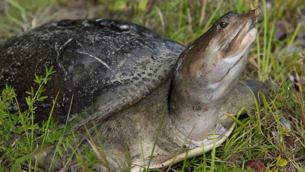 Are Florida Softshell Turtles Dangerous