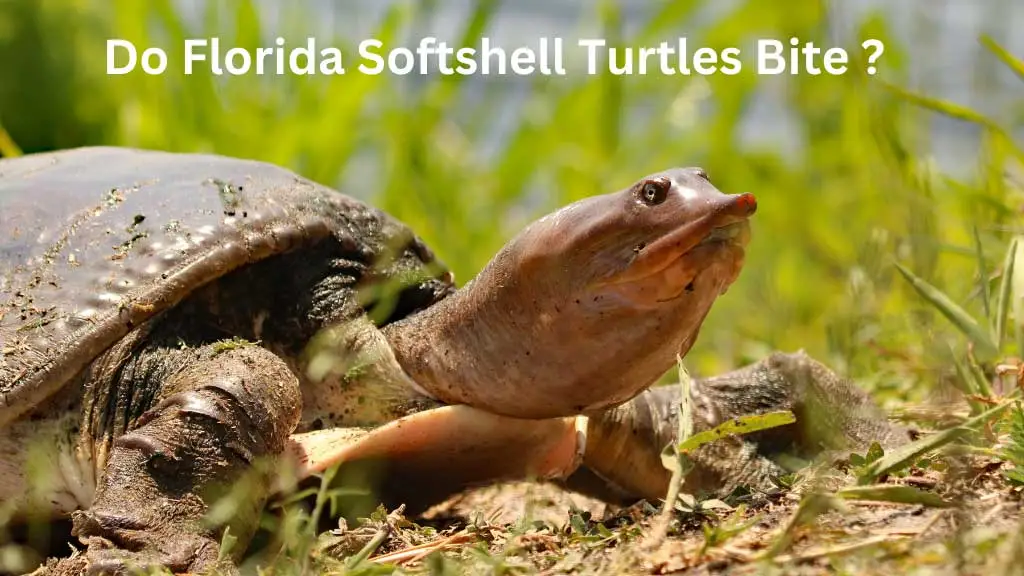 Do Florida Softshell Turtles Bite