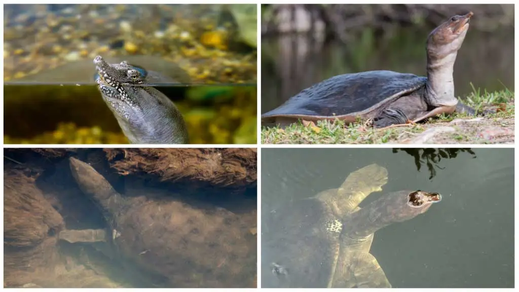 Do Softshell Turtles Need Air