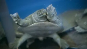 Do softshell turtles sleep in water