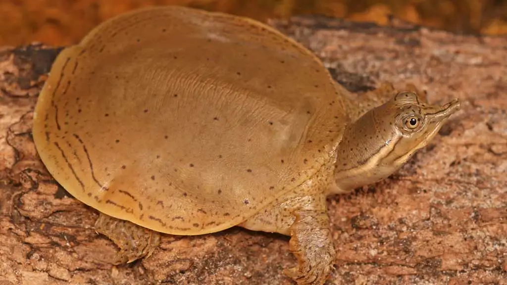 Gulf Coast Spiny Softshell Turtles