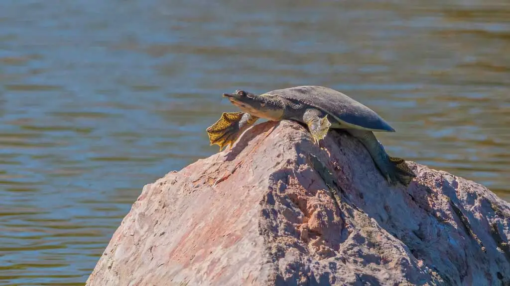 How Long Can Softshell Turtles Be Out of Water