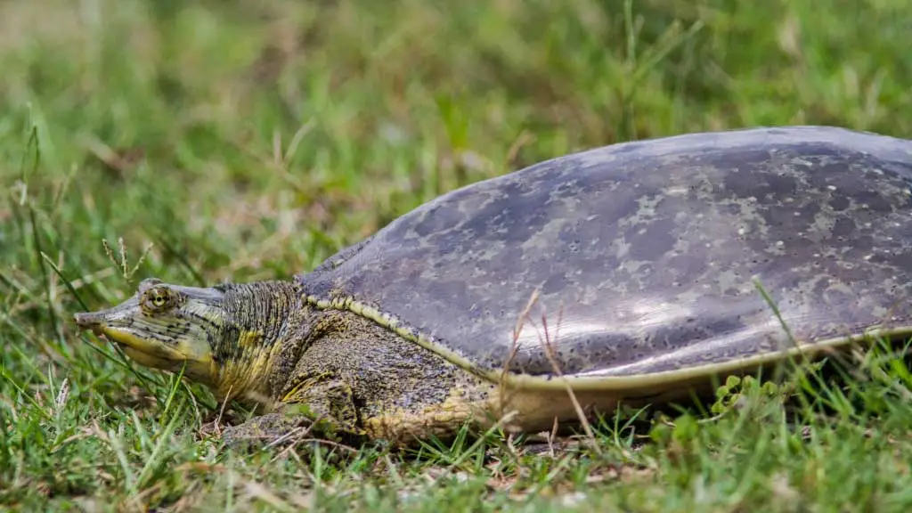 How Much Does A Softshell Turtle Weight