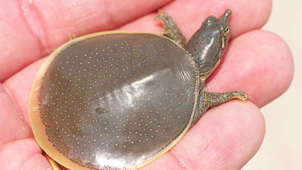 How To Catch Softshell Turtles