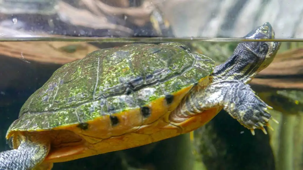 Ideal Tank Mates for Softshell Turtles