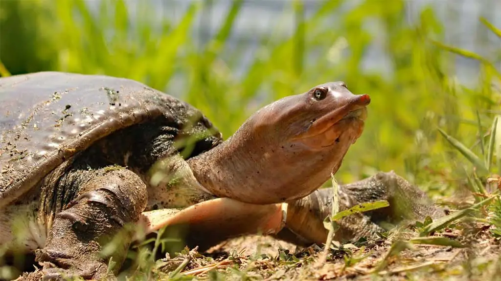 Is A Softshell Turtle Rare