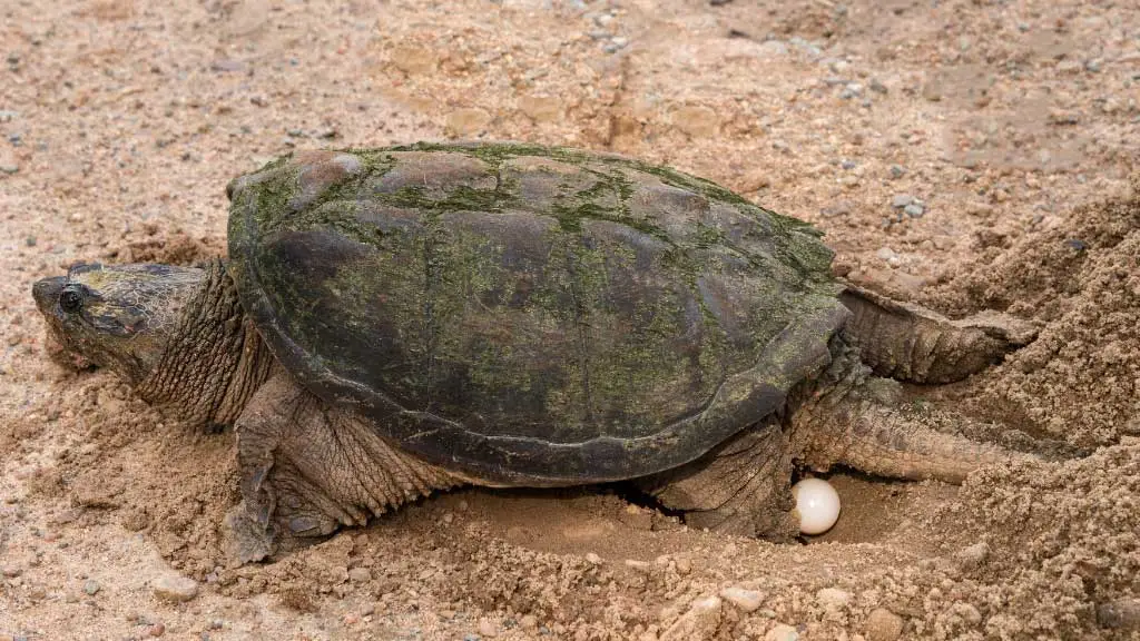 Softshell Turtle Egg Care Guide For Beginners