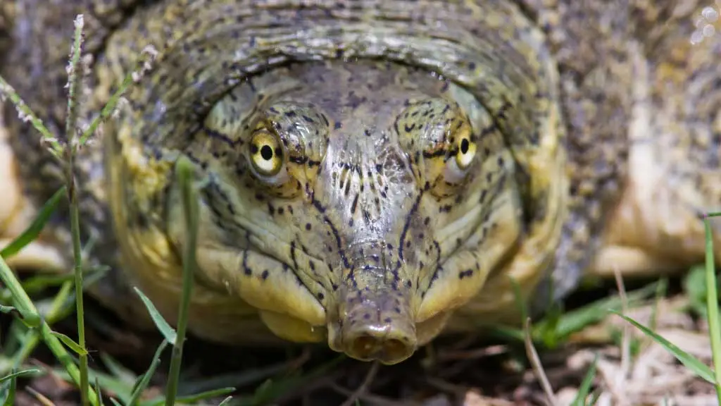 How Much Do Softshell Turtles Cost