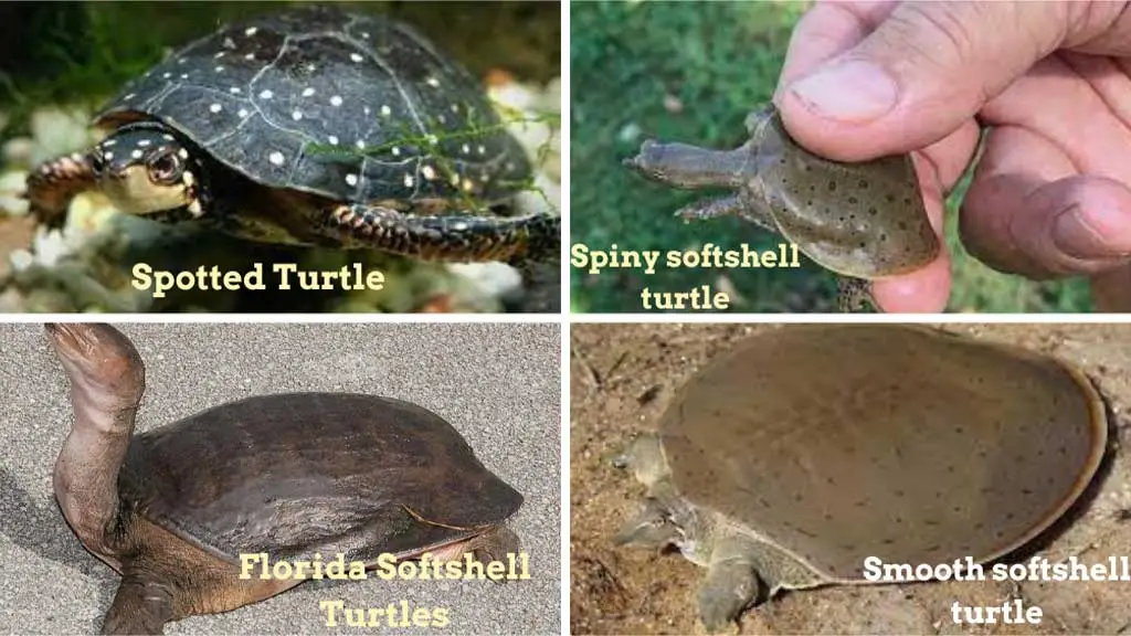 Types Of Softshell Turtles That You Can Keep As Pets