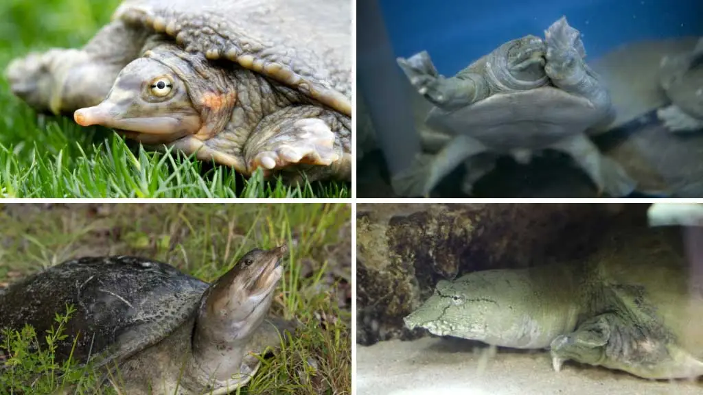 Where Do Softshell Turtles Live