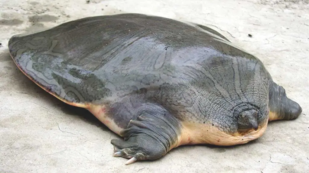 are softshell turtles endangered