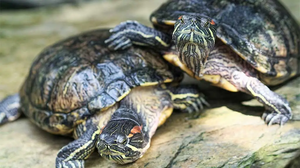 how big do softshell turtles get