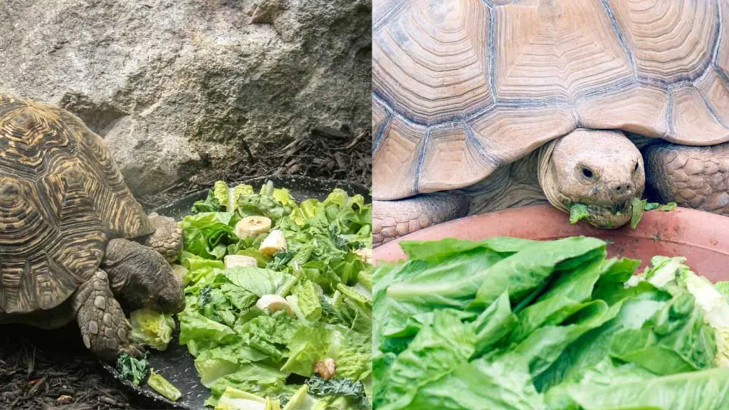 Can Softshell Turtles Eat Lettuce