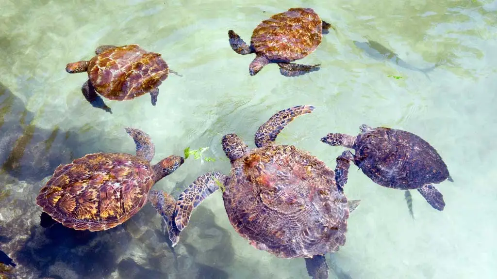 Can Softshell Turtles Live With Other Turtles