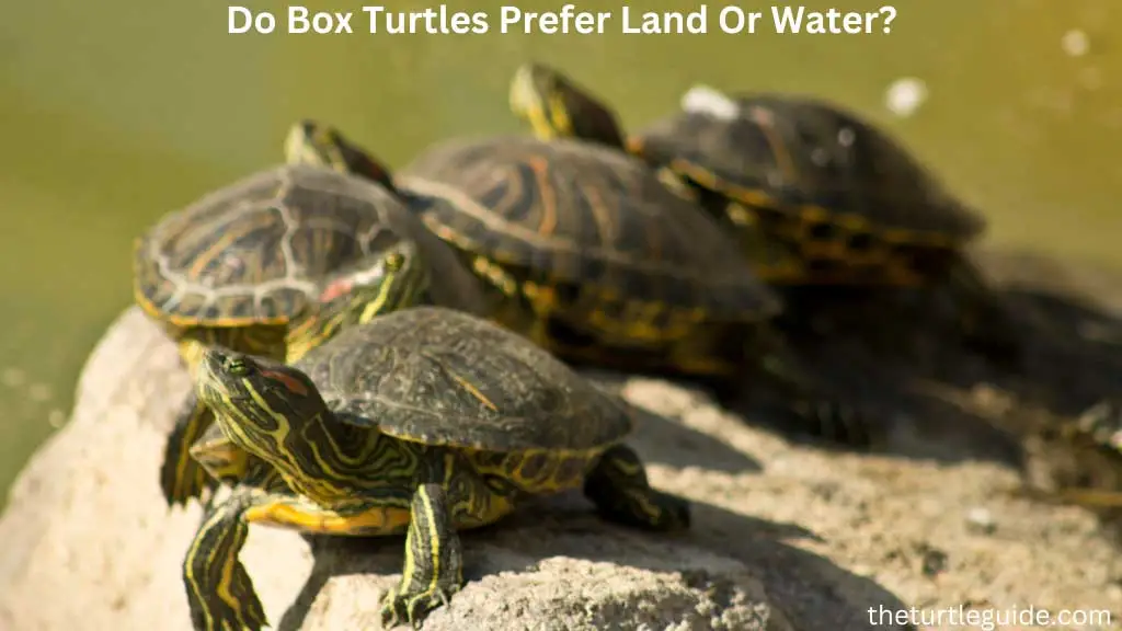 Do Box Turtles Prefer Land Or Water